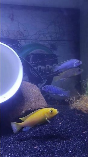 Colorful African Cichlids Aquarium | Relaxing Fish Video 🐠💛 #Short