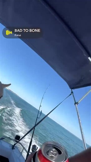 2.4K views · 22 reactions | Russell DuraEdge Australian stumpy tail cattle dogs | DuraEdge Australian stumpy tail cattle dogs | Facebook