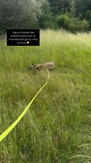 🐶 “Du skal ikke gå tur med din hund…” Det udsagn florerer – og det er direkte misvisende. Gåture er en hjørnesten i hundens trivsel – både fysisk og mentalt. Når vi går tur, sker der en lang række vigtige ting: 🧠 Mentalt velvære: At snuse og udforske sine omgivelser aktiverer hjernen og udløser endorfiner og oxytocin, som har en beroligende og humørregulerende effekt. 💪 Fysisk sundhed: Daglig bevægelse forebygger overvægt og støtter kredsløb, led og muskler. 🐶 Forebyggelse: Gå ture der dække
