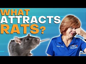 Are You Luring Rats Into Your Home?!