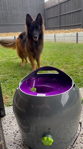 1.4M views · 14K reactions | GSD are the best.  | German Shepherd lovers | Facebook