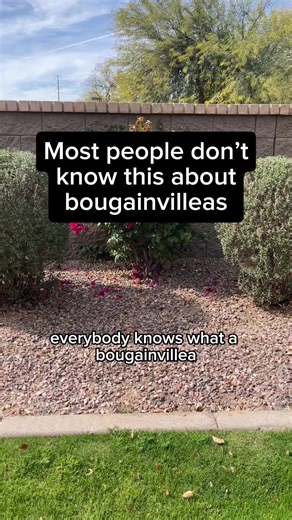 What most people think are flowers are actually colorful bracts, with the tiny white flower tucked inside. It thrives in heat, loves poor soil, and explodes with color when everything else looks dry.