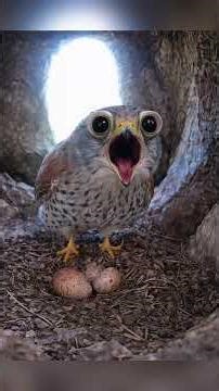 Meet Alex the Comon Raven 😳 #wildlife