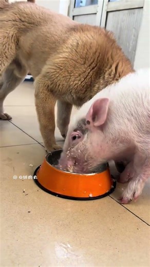 Cute Pet Dog Pig Xiaoxiang Pig Pig Pig Pig Pig Did Not Eat Egg Angry