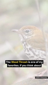 Learn everything you ever wanted to know about bird sounds, plus so much more! The Warblers Podcast chats with Dan Mennill, a lifelong ornithologist and expert on avian communication. Dan helps us understand how thrushes make that magical, flute-like sound; we learn about when and why female birds sing; and we explore how sound can be used to monitor bird movements. Throughout the episode, Dan shares a variety of audio with us - from his favourite song, to tropical birds singing duets, to common