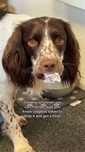 Barney on Instagram: "Dog math at its finest ✏️ He loves going in the office bins and bringing me paper/sticky notes because he knows I’ll trade it for a biscuit. And you’re probably thinking, just don’t give him a treat … but if I don’t he often ends up eating the paper "