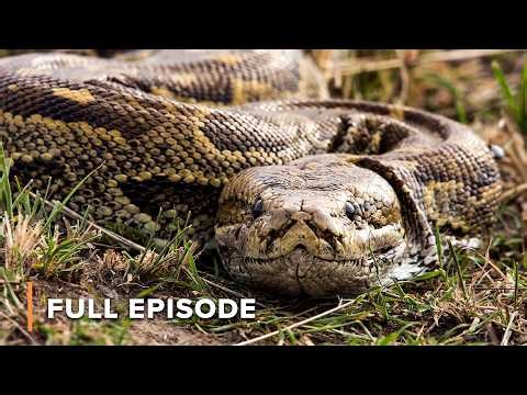 Watch Africa’s Fiercest Snakes in Action | Extreme Snakes 102