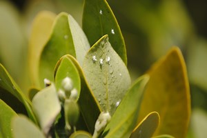 Leaves Accumulate Excess Salt — Biological Strategy — AskNature