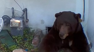 Unbearable living situation: Bear under California home showing no signs of leaving