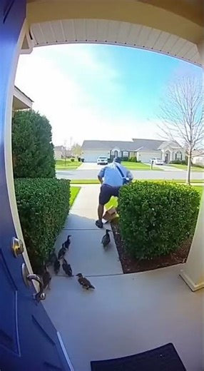 Ducks Explode From Bushes at Mailman's Feet!