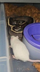 57K views · 401 reactions | Mountain snakes like to eat mice. #snake #mice #feeding #Python #mouse #rat #insects | Insect Forest | Facebook