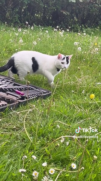 #fyp #cat #catsoftiktok #cats #catlife #cattok #cutecat #TikTokCats #CatsOfTikTok #CatsBeingCats #JustCats