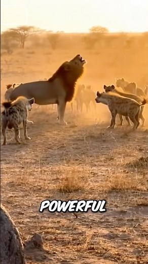 Ever Seen the Biggest Cats in the World Ranked