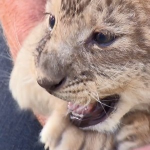 Baby Lion gets adopted by Labrador 🥹 | Bondi Vet