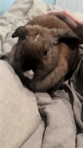 THANK YOU THANK YOU THANK YOU THANK YOU #bunny #honeythebunny24 #thankyou #funnyanimals #trending