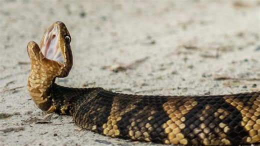 Massive snake migration shuts down miles of Illinois road