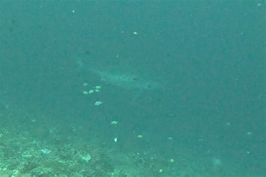 Divers in Bali thought this huge shape was a whale shark, but it wasn't | Discover Wildlife