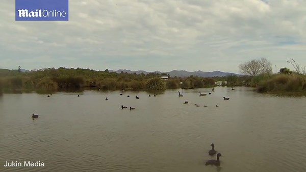 Duck attack: Angry duck attacks drone hovering his territory