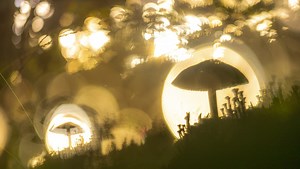 Experimenting With In-Camera Multiple Exposures