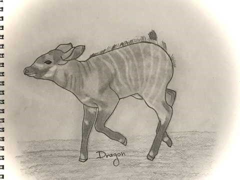 How to draw antelope/baby bongo/Πως να ζωγραφίσω μια αντιλόπη/Μωρό μπόνγκο