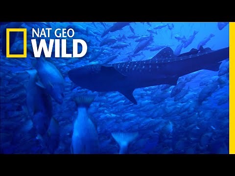 Why Whale Sharks Wait For This Full Moon Feast | Nat Geo Wild