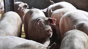 Potentially Fatal Superbug Found in British Pork Raises Concerns