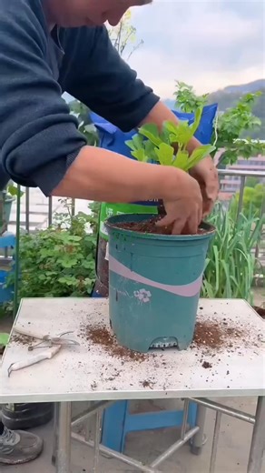 132K views · 785 reactions | Fruit shop owners don’t want you to know about this dwarf fig tree. | Amber Lynn Sysel-Lodge | Facebook