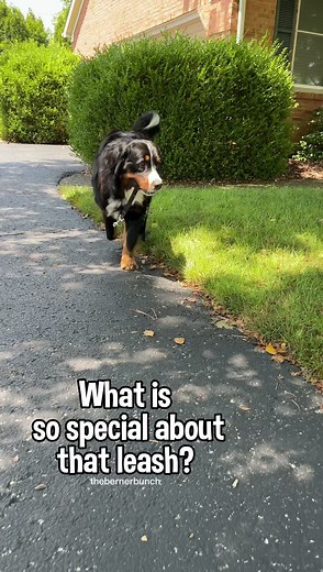 Missing our old girl so much 💜🌈 #thebernerbunch #bernese #bmd #bernesemountaindog #dog #doglove #rainbowbridge #rescuedog #seniordog #olddog #rescuedogs #dogsiblings | The Berner Bunch