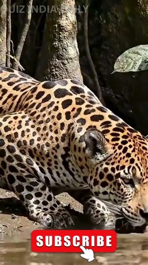 An epic battle between a leopard and a massive python! Incredible encounter caught on camera #shorts