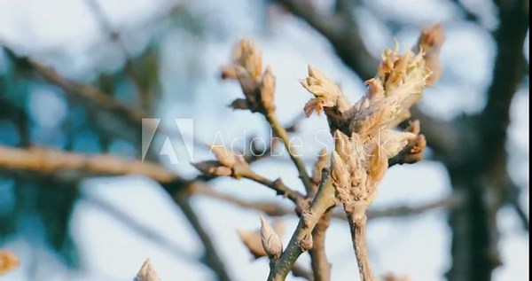 Close up of spring oak tree buds beginning to open, essence of early spring and biological renewal