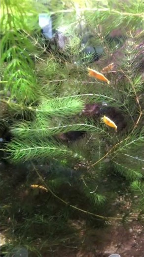 Live feeding puffer fish tank aquarium