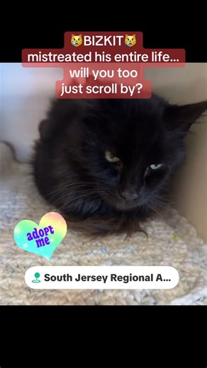 ❌BIZKIT SENIOR AT RISK❌. This 10 year old cat was found underweight with fleas, lice and maggot filled wounds! despite the neglect he has suffered, somehow his love for humans remains unwavering! if you are in the southern NJ area can you please offer to foster or adopt before its too late? 📍Associated Humane Societies South- 1244 N Delsea Dr, Vineland, NJ 08360 ☎️856-691-1500 📧rescuepartners@ahsppz.org 👉PLEASE pledge directly to the shelter they will not see your comments!! 👉PLEASE 🙏🏻 ✅ l