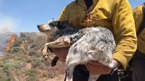 31K views · 1K reactions | Your #OCFA firefighters were able to rescue a lost dog while assisting on the #applefire Hand-crew firefighters noticed the lost dog and were able to provide the dog food and water while ensuring the dog got off the fire-line safely. The pup was handed off to awaiting animal control personnel. | Orange County Fire Authority | Facebook