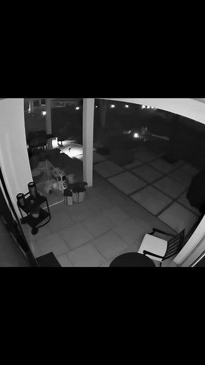 Skilled Thieves Foiled by Glitching Doorbell Camera