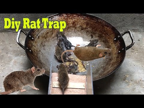 Diy Rat Trap with Oil & Water 🐀 10 Mice in trapped 1 Hour 🐭 Mouse/ Rat trap👍 How to Make Rat Trap