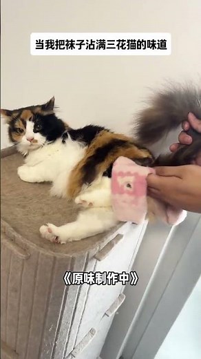 【#布丁仔和泡芙妹的一天】猫:你怎么穿着三花妹妹的衣服~ #奇奇怪怪萌宠 #三花猫 #沙雕宠物迷惑行为