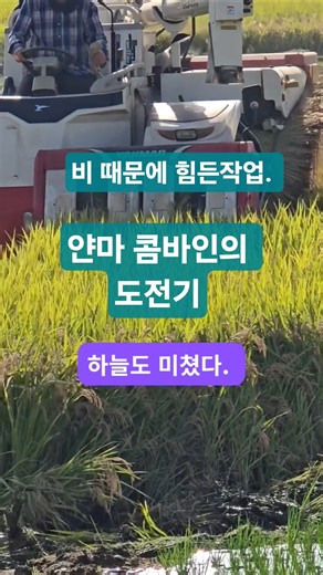 얀마 AW465 콤바인도 수행능력이 뛰어났다 #얀마 #콤바인벼수확 #가을걷이 #농기계정비기능사 #shorts