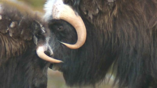 The Musk Ox: Unseen Footage of The Arctic Survivors