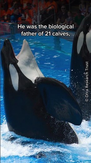 Seaworld's Tilikum: The Orca's Story of Captivity