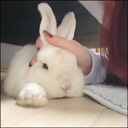 toy rabbit 😍🐰 | Rabbit Lovers