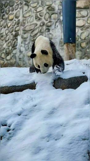 It sounds so cute 🥰 #panda #pandaexpress #pandasoftiktok #cutepanda #pandalife #cute #animalsoftiktok #fy #fyp #foryou