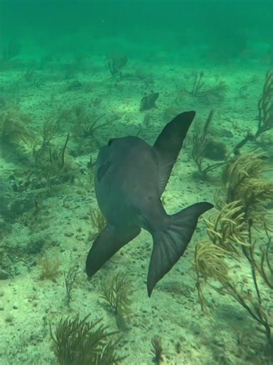 Triggerfish, Pez Ballesta, on coral reef in Caribbean Sea #triggerfish #pezballesta #coralreef
