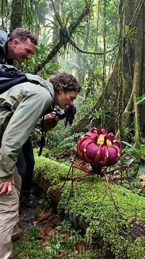 Amazed! The 'Golden Spore Walker' releases glowing gold dust in the forest!