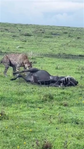 cheetah predator hunting wildebeest #wildlife #animals