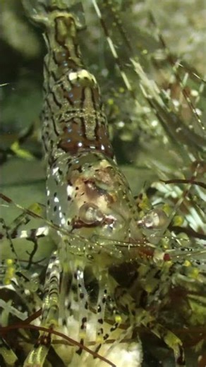 Coonstripe Shrimp 2 | Salish Sea Marine Wildlife | #Shorts