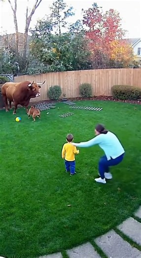 BULL Runs AWAY From The Dog! 🤣 Watch the Boxer's Unstoppable Territorial Rage!
