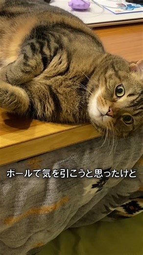 お腹が空くと…/Hungry cat.【アメショのほっけ】#猫
