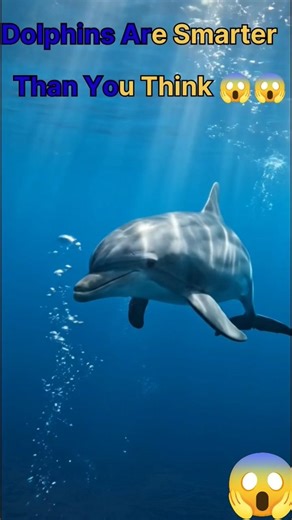 The Secret Intelligence of Dolphins 😱
