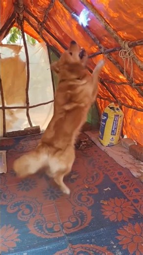 The dog is barking at butterflies #villagelife #nature