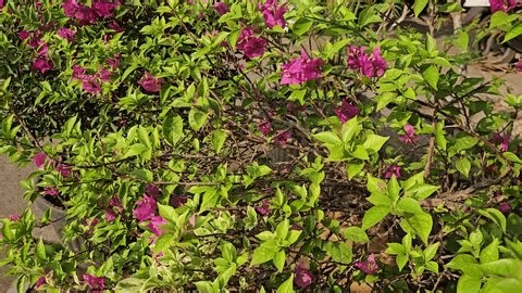 clip-4144545621-central-java-august-1-2026-features-vibrant